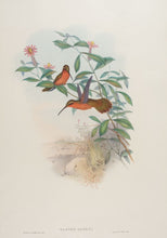 Load image into Gallery viewer, Dohrn's Hermit