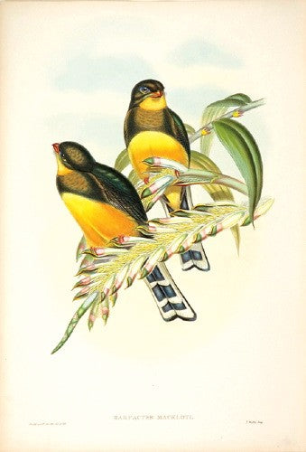 Macklot's Trogon