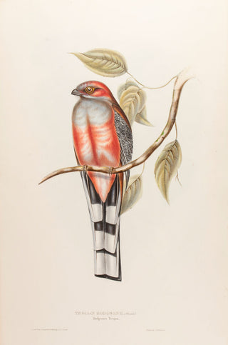 Hodgson's Trogon