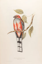 Load image into Gallery viewer, Hodgson&#39;s Trogon