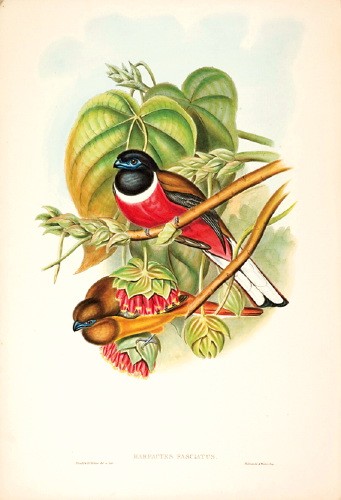 Fasciated Trogon