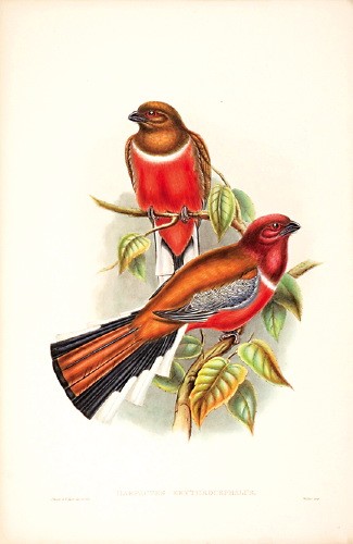 Red-headed Trogon