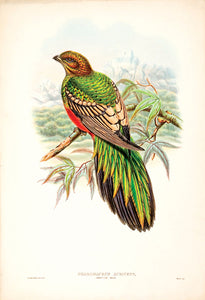 Golden-headed Train-bearer [Golden-headed Quezal