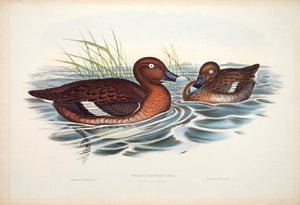 White-eyed Duck