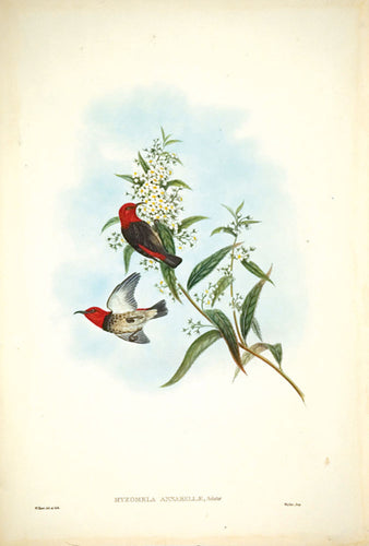 Mrs Forbes' Honey-sucker