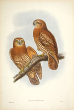 Load image into Gallery viewer, Forbes' Hawk-Owl