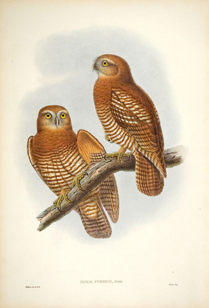 Forbes' Hawk-Owl