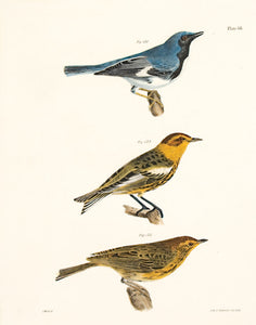 Plate 58 - The Yellow-Bird, or American Goldfinch & The Field Bunting