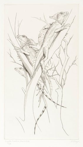Double-crested Basilisk