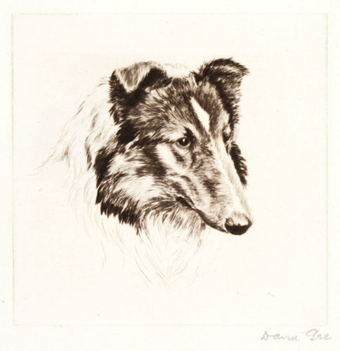 Collie