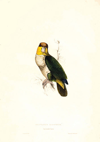 Bay-headed Parrot. <I>Psittacus badiceps<I