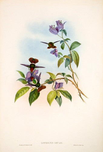 Gould's Coquette