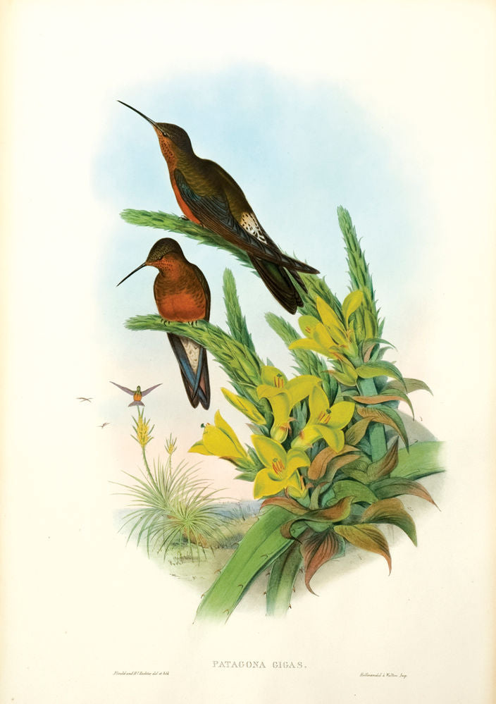 Giant Humming-bird [Giant Hummingbird