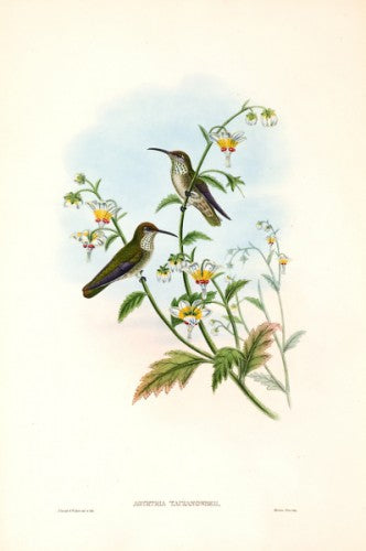 Taczanowski's Emerald