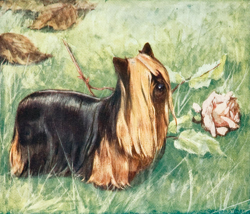 The Yorkshire Terrier