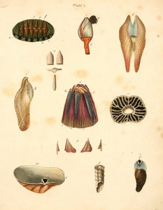 Chiton squamosus and other shells