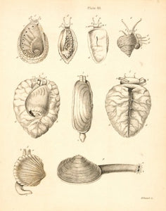 The underside of the animal of Voluta Olla