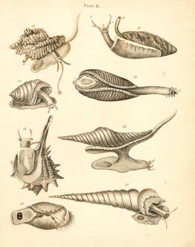 Murex ramosus and other shells