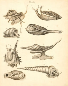 Murex ramosus and other shells