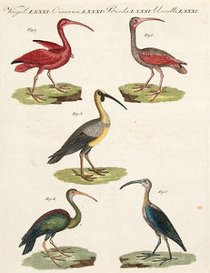 Birds Vol VII no 30: The Scarlet Ibis