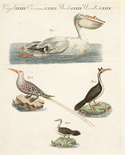 Birds: Vol VII no 25 Pelican