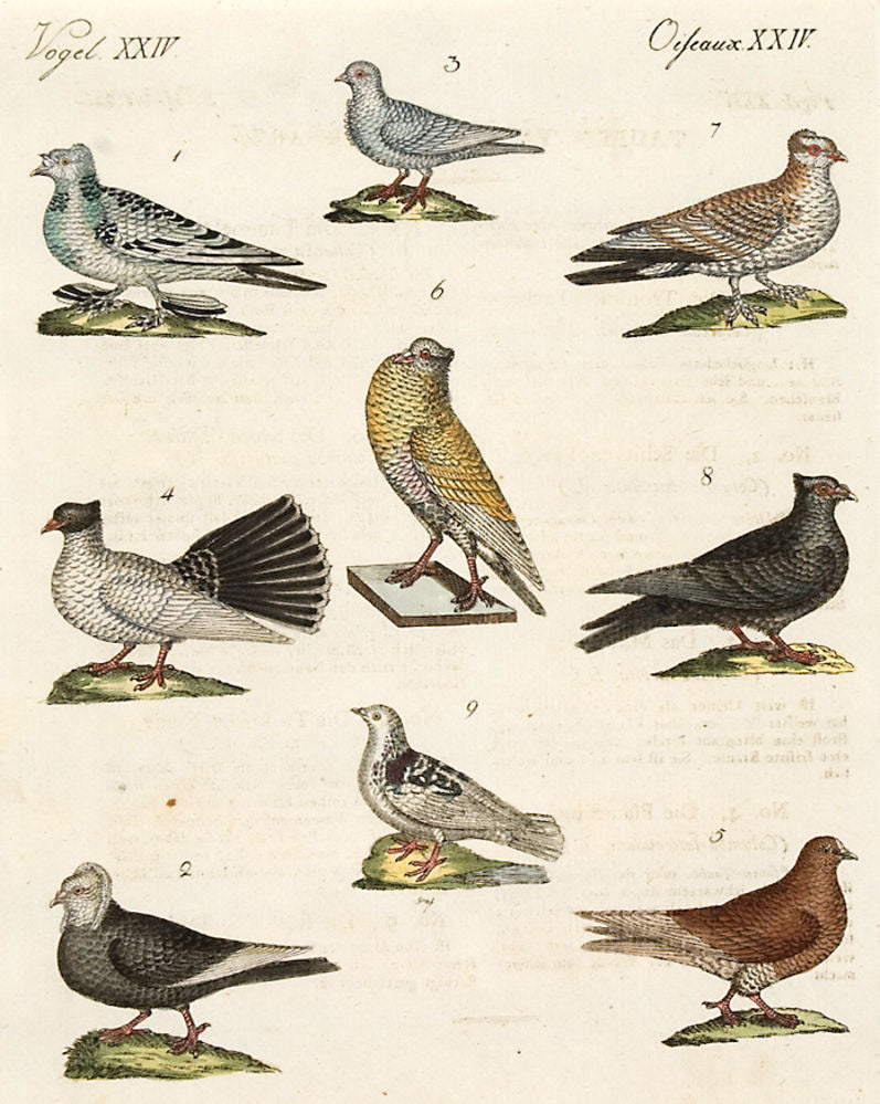 Vol II no 80: Pigeons