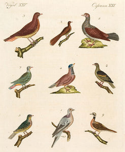 Vol II no 87: Pigeons