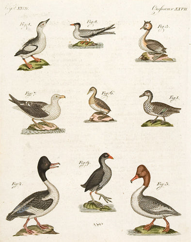 Ducks and Gulls