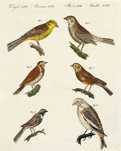 Pl LVII: Finches