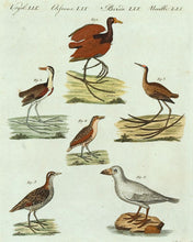 Load image into Gallery viewer, Pl LIX: Wading Birds