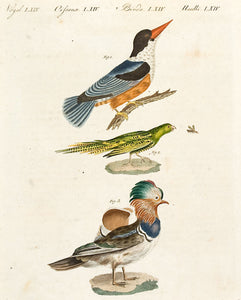 Pl LXIV: Kingfisher, parrot and Eider Duck
