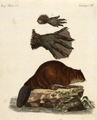 The Beaver