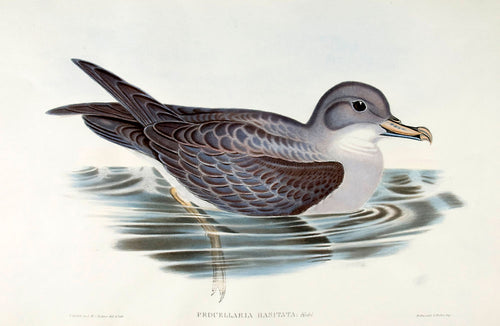 Grey Petrel