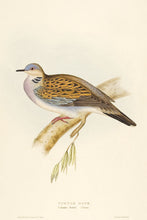 Load image into Gallery viewer, Turtle Dove. [Columba turtur