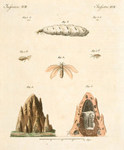 Load image into Gallery viewer, Melanges XVII: Termites