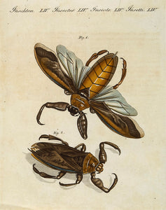 The Great Water Scorpion and the Surinam Water Scorpion