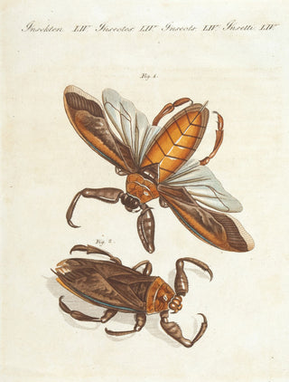 The Great Water Scorpion and the Surinam Water Scorpion