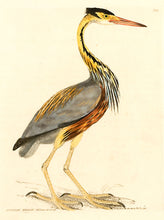 Load image into Gallery viewer, Affrican Heron