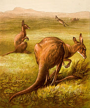 Load image into Gallery viewer, Kangaroo