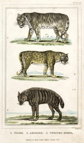 Tiger, Leopard, stripped Hyena