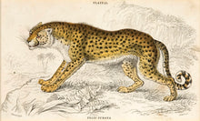 Load image into Gallery viewer, Felis Jubata