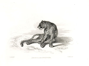 Leopard after Reydinger