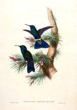 Load image into Gallery viewer, Guiana Violet-ear