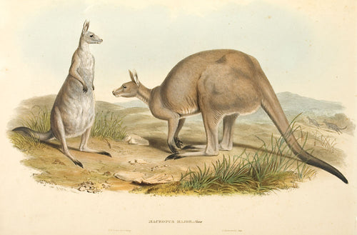 Eastern Grey Kangaroo