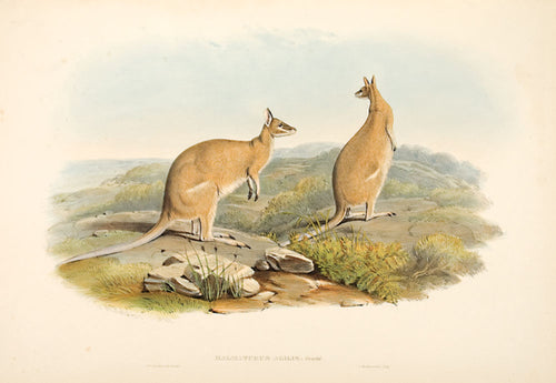 Agile Wallaby