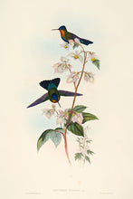 Load image into Gallery viewer, Costa Rican Humming-Bird