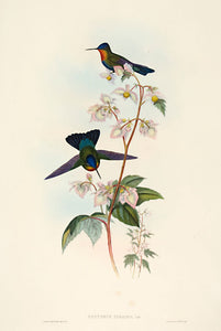 Costa Rican Humming-Bird