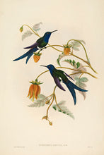 Load image into Gallery viewer, Western Swallow-Tail