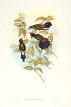 Load image into Gallery viewer, Herran's Thornbill [Rainbow-bearded Thornbill