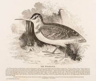 The Woodcock